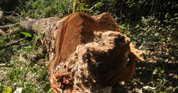 Bắc Kạn: Nghiến rừng lại bị chặt hạ trong Vườn quốc gia Ba Bể, lực lượng chức năng ở đâu?