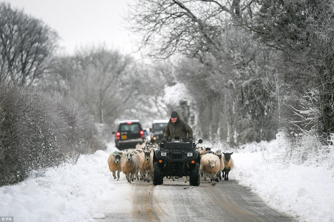 Những ch&uacute; cừu được chuyển đến c&aacute;nh đồng kh&aacute;c ở Cotswolds, Gloucestershire để tr&aacute;nh tuyết.