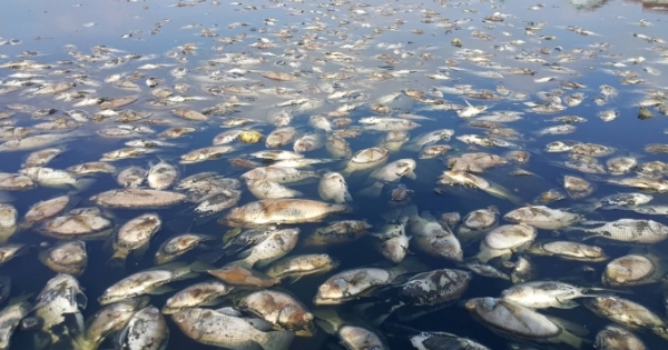 Cá chết nổi trắng mặt hồ có chức năng cải thiện môi trường tại TP Vinh