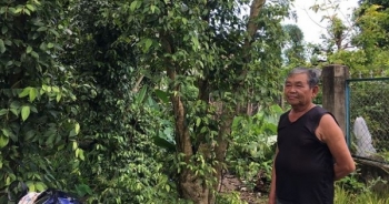 Đồng Nai: Tiêu rớt giá, nông dân ồ ạt phá vườn