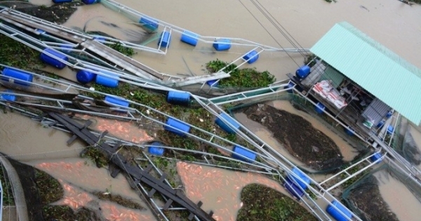 Quảng Nam: Lũ lụt cuốn trôi 60 tấn cá ra sông