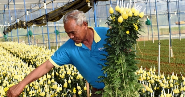 Tây Nguyên chuẩn bị 1.500 ha hoa phục vụ Tết