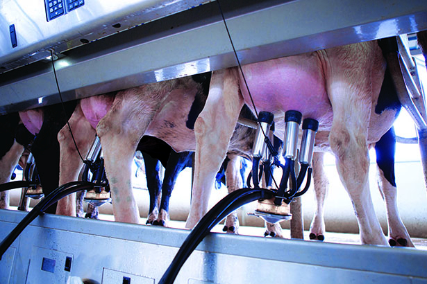 Hệ thống g&atilde;i ngứa v&agrave; vắt sữa tự động hiện đại tại Trang trại Vinamilk H&agrave; Tĩnh.