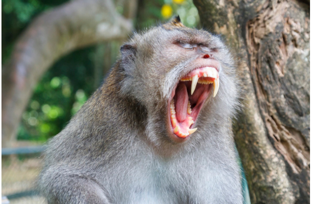 Một con khỉ đu&ocirc;i d&agrave;i trong Rừng Khỉ của đảo Bali.