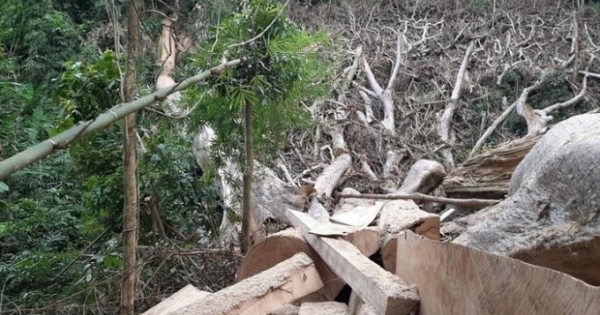 Dấu hỏi lớn sau vụ phá rừng đặc dụng quy mô lớn ở Đắk Lắk