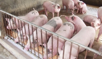 Giá thịt lợn tăng cao, Phó Thủ tướng phê bình Bộ Nông nghiệp