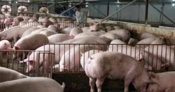 Nhiều tín hiệu tích cực về nguồn cung thịt lợn dịp Tết