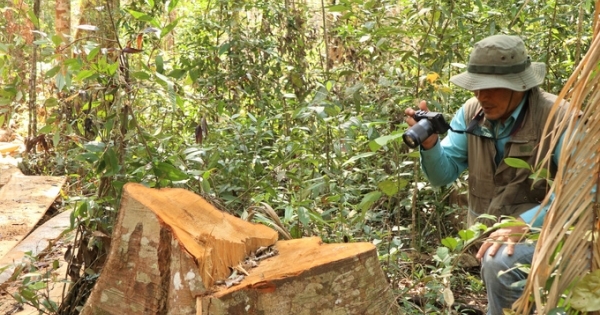 Kiểm tra, xử lý thông tin báo nêu về phá rừng tại tỉnh Lâm Đồng