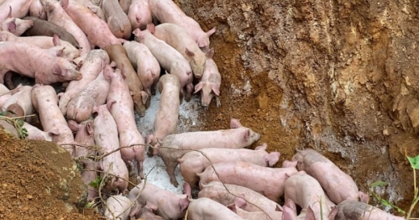 Hàng trăm con lợn nghi nhiễm bệnh bị vứt bỏ bên đường nơi hoang vắng