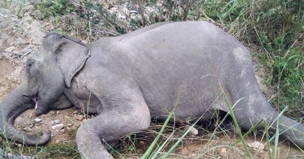 Yẵ Tao - Chú voi cuối cùng ở Bắc Tây Nguyên đã chết