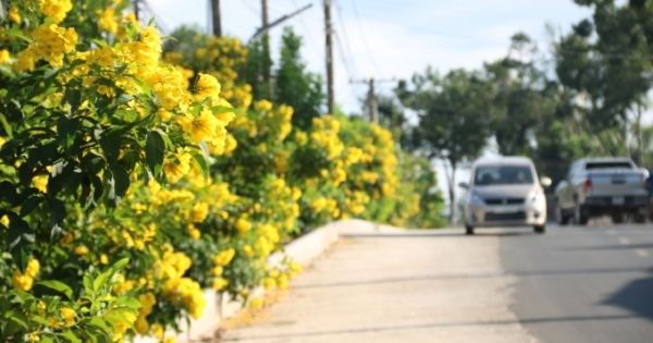 Chuông Vàng – Hoa của Nông thôn mới tỉnh Đồng Nai