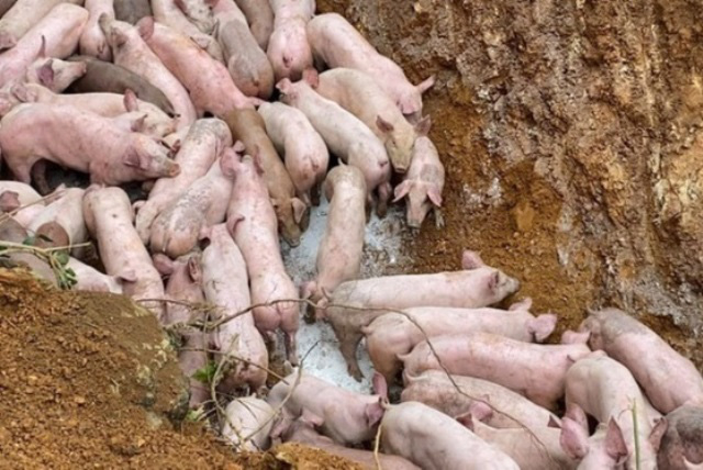 Do nghi ngờ lợn nhiễm dịch, ông Lê Văn N. đã mang 83 con lợn đi vứt tại khu vực giáp ranh Thanh Hóa-Nghệ An.