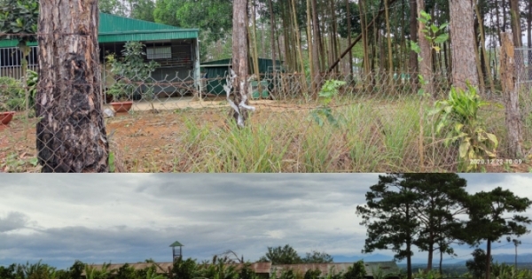 Hàng trăm héc ta rừng ở huyện Bảo Lâm đang dần biến thành của cá nhân