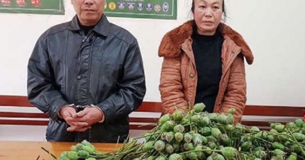 Nghệ An: Tạm giữ hình sự 2 vợ chồng vận chuyển hàng nghìn quả thuốc phiện tươi