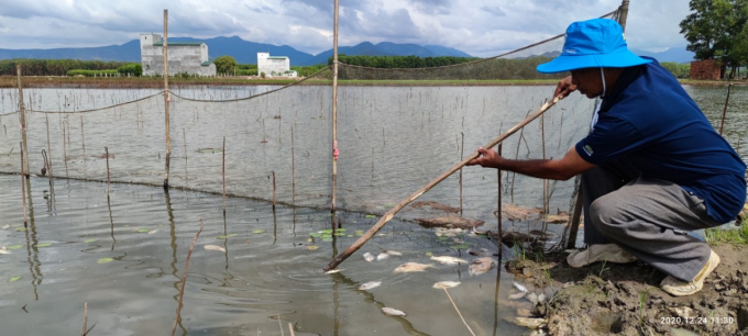 Để bảo vệ ngó sen, ông Huỳnh Văn Minh đã đổ thuốc trừ sâu xuống bàu khiến cá chết hàng loạt.