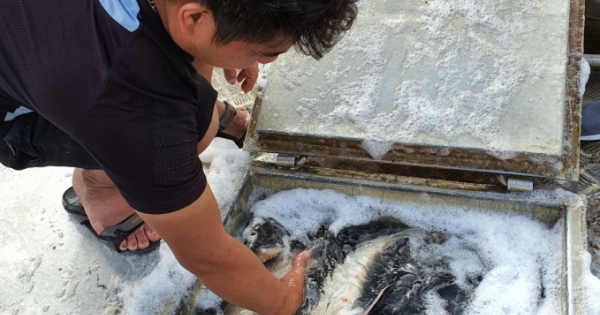 Nhiều tỉnh, thành kêu cứu vì cá tầm nhập lậu từ Trung Quốc tràn vào Việt Nam
