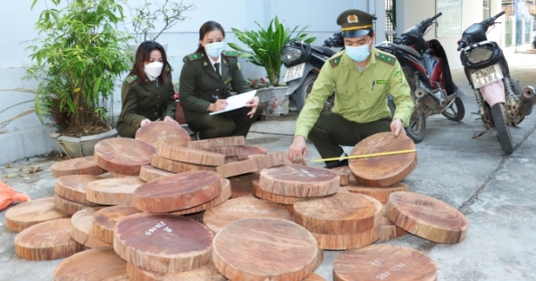 Hà Giang: Bắt và thu giữ 58 khúc gỗ nghiến dạng thớt