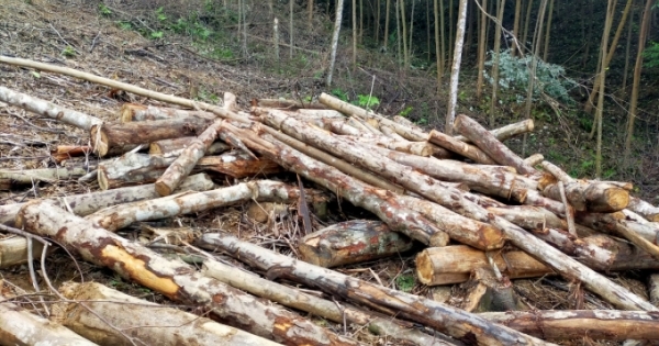 Kỳ 2 - Những vụ phá rừng nào ở Xuân Giang đã và đang chờ xử lý?