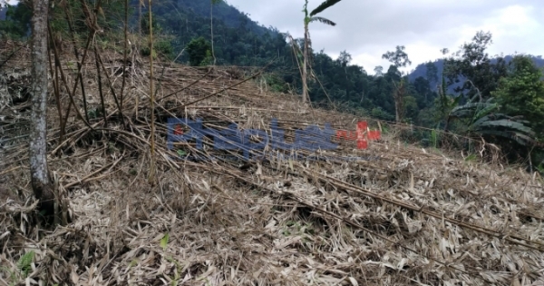 Kỳ 3 - Xót xa những vạt rừng tự nhiên bị tàn phá ở Xuân Giang