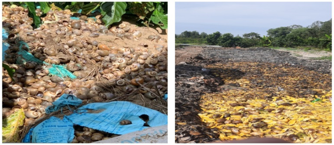 Chất thải rắn của Công ty TNHH GIAVIKA (trái) và Công ty TNHH Một thành viên nông sản Thanh Tuấn (phải) thải ra môi trường. ảnh CA Hậu Giang