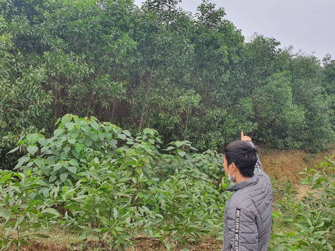 Diện tích đất rừng mà ông Nguyễn Văn Túy chưa chịu bàn giao theo chỉ đạo của UBND tỉnh Hà Tĩnh