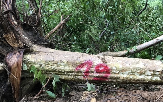 Chuyển hồ sơ vụ Công ty Lâm Nghiệp Ea Kar để mất rừng cho UBND tỉnh Đắk Lắk xử phạt