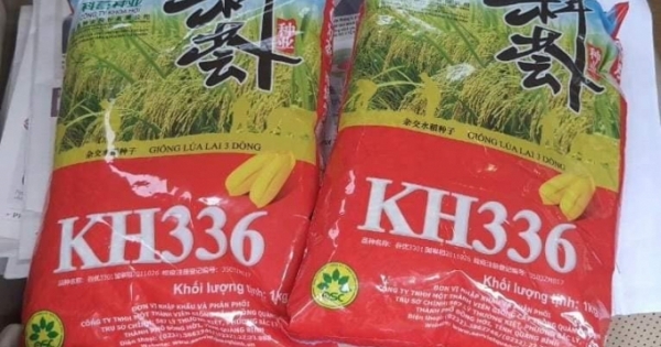 Phát hiện 2 tấn lúa giống chưa được cấp phép ở TP Vinh