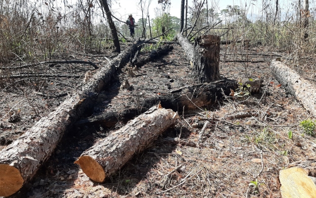 Đề nghị xử lý trách nhiệm 4 Chủ tịch xã ở Lâm Đồng do để mất rừng
