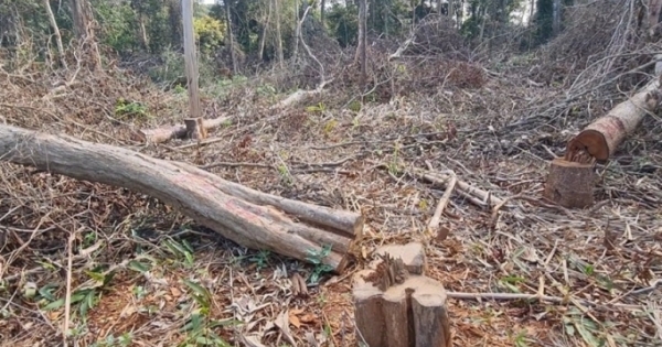 Đắk Nông: Phát hiện nhiều vụ phá rừng trái phép