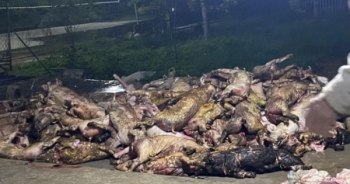 Nghệ An: Cháy trại chăn nuôi, hơn 1.000 con lợn lửa thiêu chết