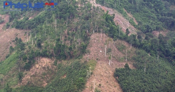 Yên Bái: Khởi tố vụ án phá rừng tại xã Mỏ Vàng