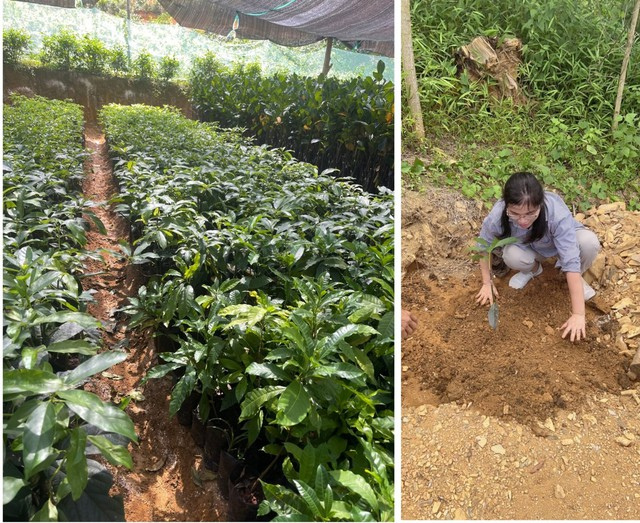 Từng cây dược liệu được tự tay nhân viên của Công ty TNHH Thiết bị HP Việt Nam ươm trồng, chăm sóc theo quy trình nghiêm ngặt, cẩn trọng.
