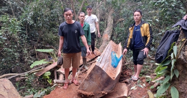 Hà Giang: Bắt nhóm đối tượng “tàn sát” gỗ nghiến