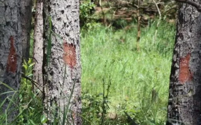 Lâm Đồng: Truy tìm đối tượng đầu độc 100 cây thông rừng bằng thuốc diệt cỏ